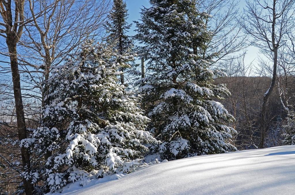 Jardin Du Village By Chez Tremblant Mont-Tremblant Værelse billede